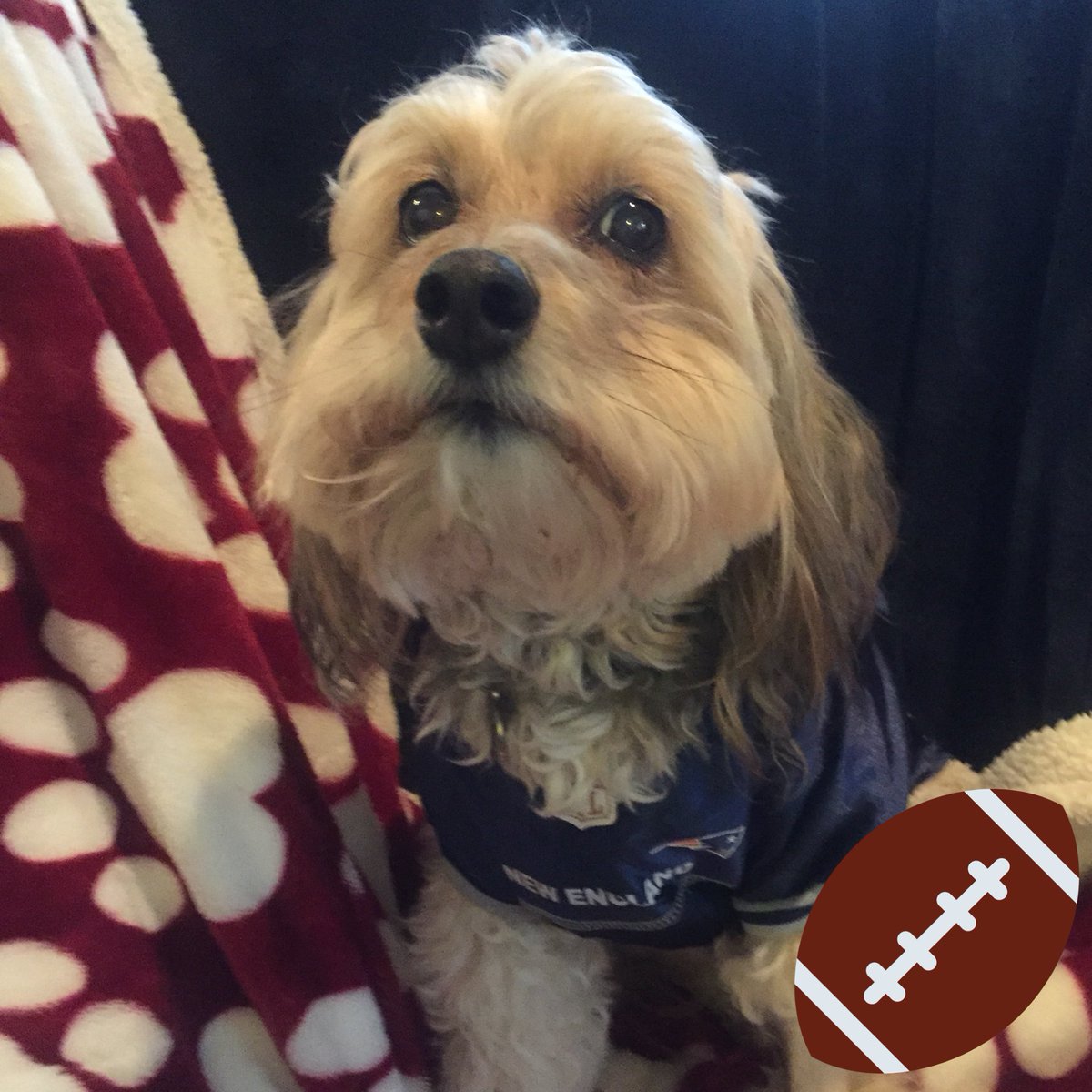 MegsGustafson's tweet photo. Touchdown!!! #gopatriots #SuperBowlLlll https://t.co/7q4XAQTTOn