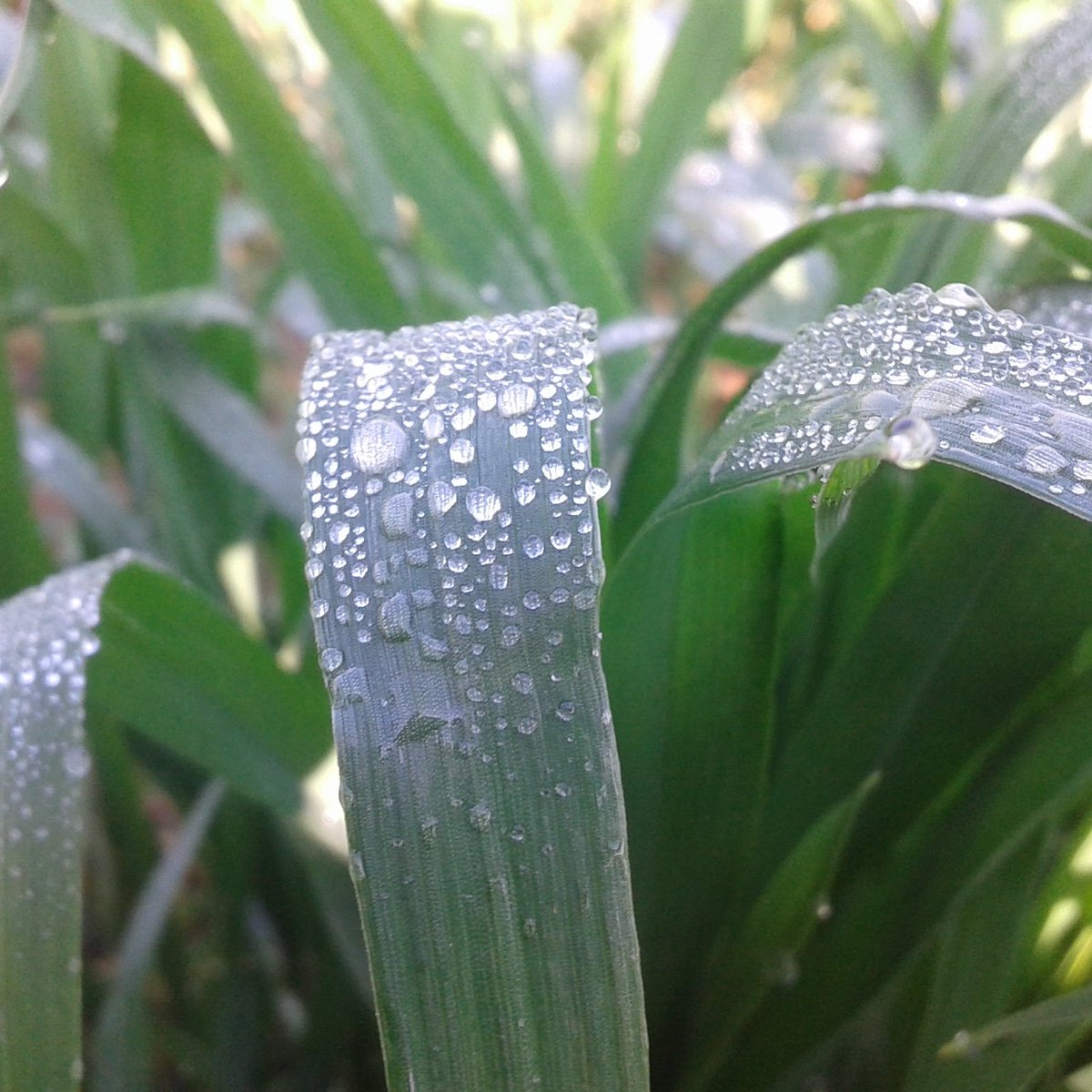 Diamonds on leaves | #NaturePhotography | #GSIartOfCapturing🔱| #MondayMorning  #MondayPhoto #Photography

instagram.com/p/BtcaJxSAPQs/…