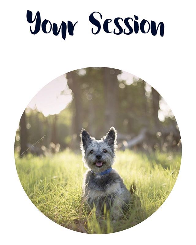 Between editing gorgeous dog photos, I’m working on my brand new website! Soon you’ll be able to book directly online 🐶❤️ bit.ly/2Rz7EjD