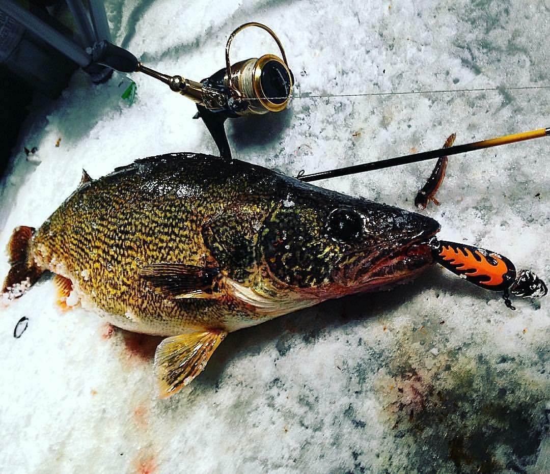 CANUCK BASSIN (@canuckbassin) on Twitter photo #Repost <a href="/BiteBooster/">Bite Booster Lures</a>
• • •
This one passed the Jig and torpedoed to this custom Bite Booster and just crushed it!!!! <a href="/BiteBooster/">Bite Booster Lures</a> are absolutely deadly for the Big Predators!!! By @rivertails_with_andrew_scarr #bite_booster_lures #Repost <a href="/BiteBooster/">Bite Booster Lures</a>
• • •
This one passed the Jig and torpedoed to this custom Bite Booster and just crushed it!!!! <a href="/BiteBooster/">Bite Booster Lures</a> are absolutely deadly for the Big Predators!!! By @rivertails_with_andrew_scarr #bite_booster_lures