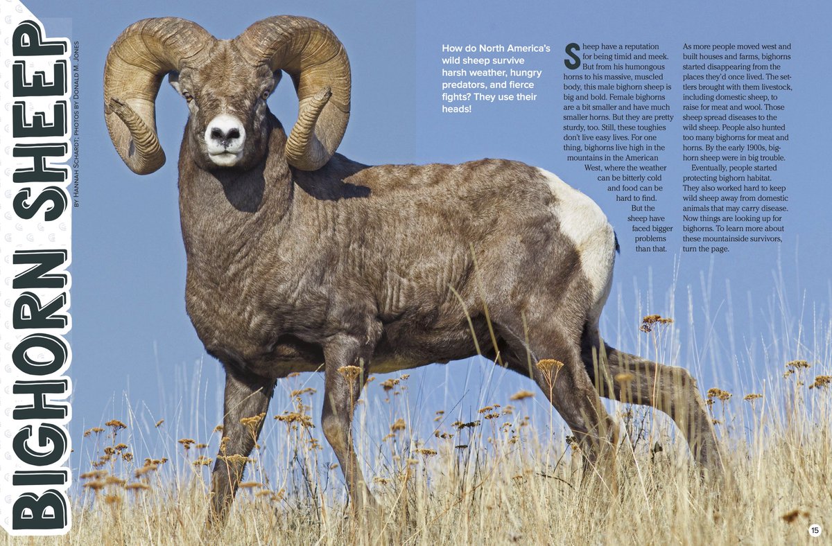 Collin_OMara's tweet image. Some fun facts about Rams (male bighorn sheep) from @RangerRickMags for #SuperBowlLIII:

1. Historically ~2M bighorn sheep roamed N. America

2. By 1900, only a few thousand survived due to disease &amp;amp; commercial hunting

3. Today, pop. ~50,000 due to conservation efforts
(1/4)
