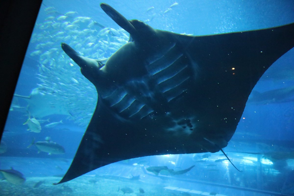 すいすい 美ら海水族館の大水槽にはジンベエザメはもちろん トビエイやヒョウモンオトメエイ オニイトマキエイ ジャイアントマンタ もブラックマンタもいて激アツでした 海洋博公園 美ら海水族館 大水槽 ブラックマンタ