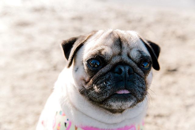 Pugstarchloe's tweet image. Get the puggy look 💁‍♀️ #topmodel #pugmodel
.
📸 @anouschkarokebrand bit.ly/2BszLMr