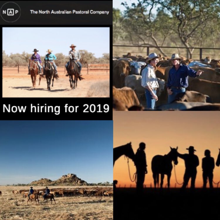Can you cut the mustard this season at <a href="/NAPCOau/">NAPCO</a> they’re looking for more good people now: careers.napco.com.au #AgChatOz #rftte #outback #australia #jobs <a href="/qclnews/">Queensland Country Life</a> <a href="/ABCRural/">ABC Rural</a>