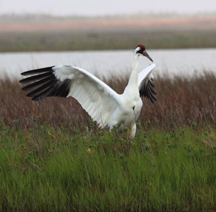 Kraythur's tweet photo. One of many whooping crane photos from yesterday. #wentoutside https://t.co/NA99SGixu8