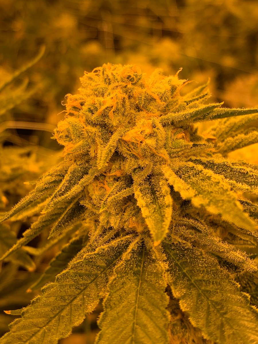 T0kinR's tweet photo. #cannabis #cannabiscommunity #cannabisculture #thc #denverweed #weed #smokeweed #420 #high #highsociety #colorado #indica #Grow https://t.co/N2iKJoFeoq