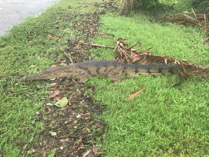 Προβολή εικόνας στο Twitter