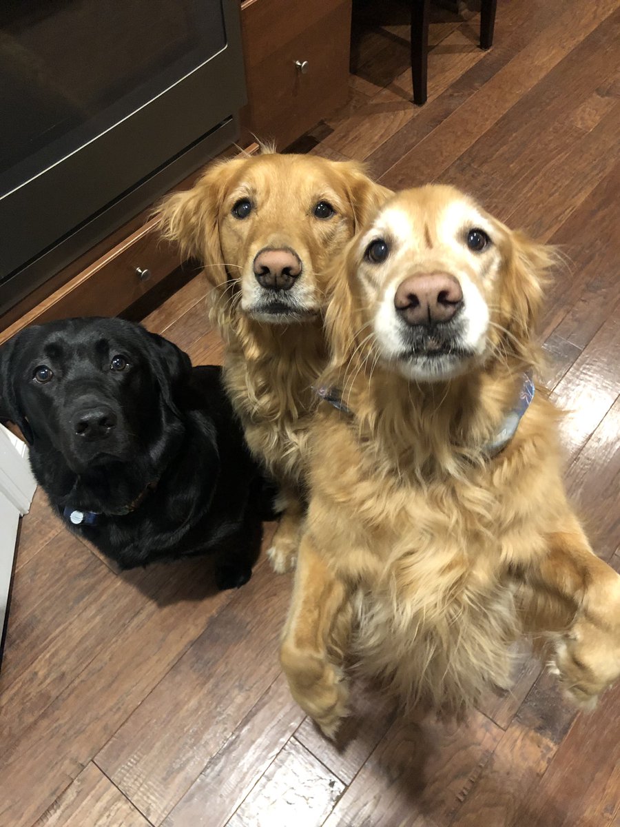 Happy National Golden Retriever Day from Ellie Mae, Huck and Honorary Golden, Orwell! <a href="/roach_lucie/">Lucie 🌈 (she/her)</a> <a href="/TheGoldenRatio4/">The Golden Ratio</a>
