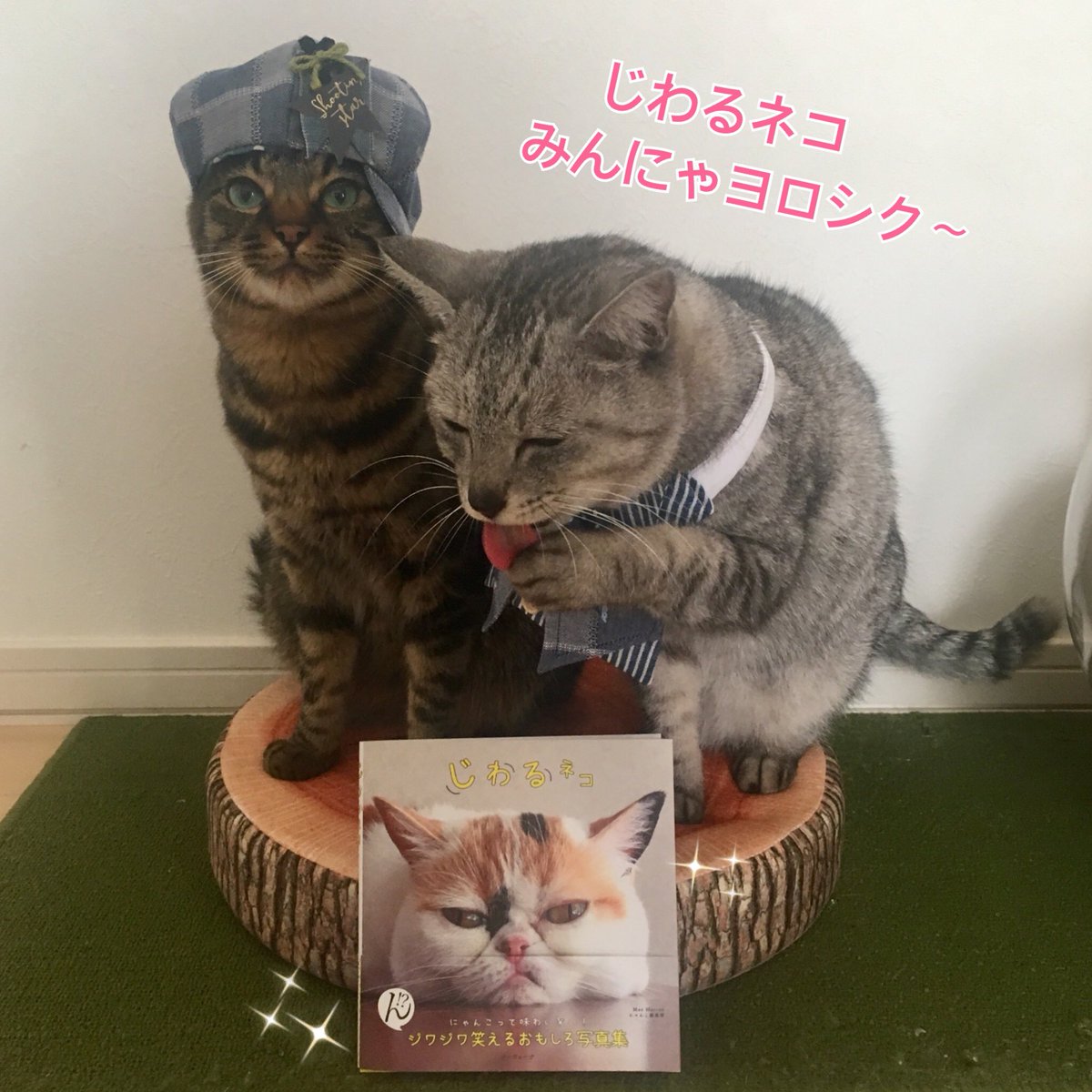 ミロルナ ボブコ じわるネコ写真集 ミロとルナを載せていただきましたー じわじわくる可愛い猫ちゃんの写真がいっぱい ちょっと元気になる写真集です 本屋さんで見かけたらパラパラしてほしいな ミロルナ 猫 じわるネコ ネコモフー 猫