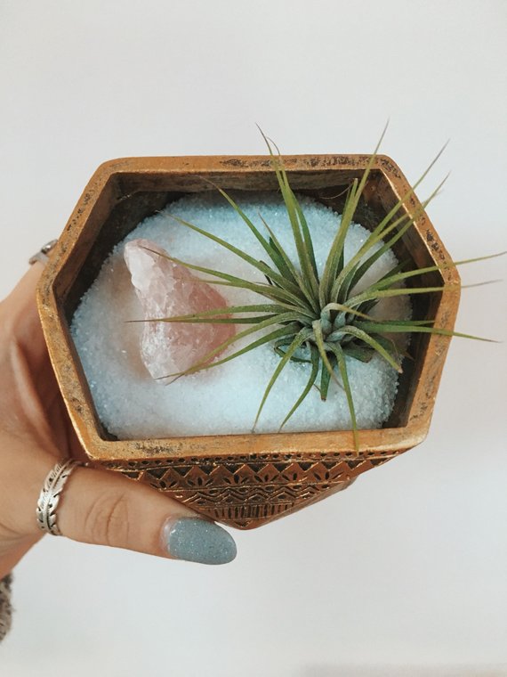 DevinSanta's tweet image. Golden Crystal Air Plant Decor #AirPlant #Bohemian 
$23.00
➤ goo.gl/iyYJPW
