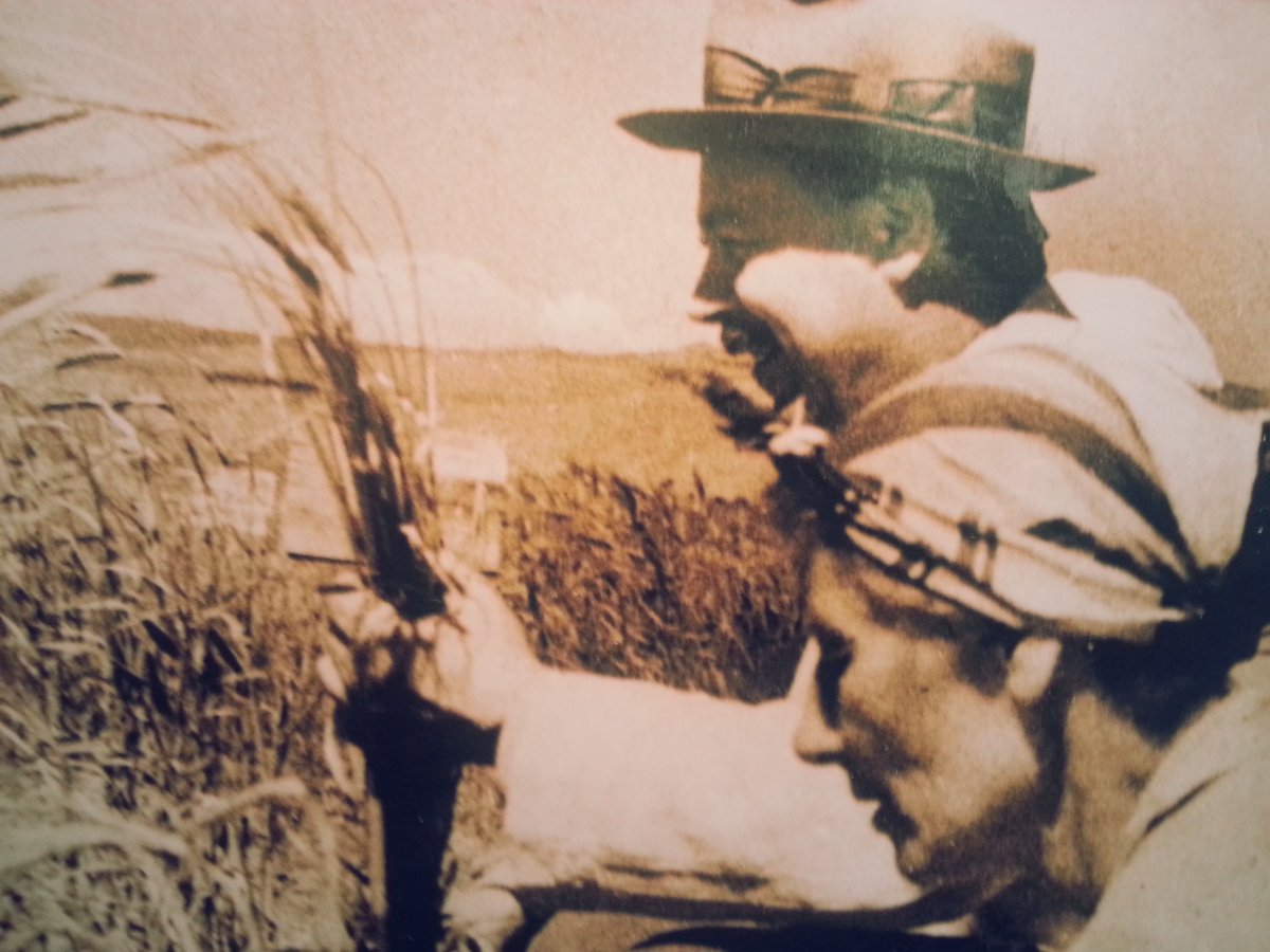 We established the "Vavilov Wheat Diversity Panel" for researchers, pre-breeders and breeders wanting novel alleles to improve wheat: bit.ly/2S4ubKl

Email me for a copy of the whole-genome DNA markers &amp; pure seed of the diverse accessions: l.hickey@uq.edu.au