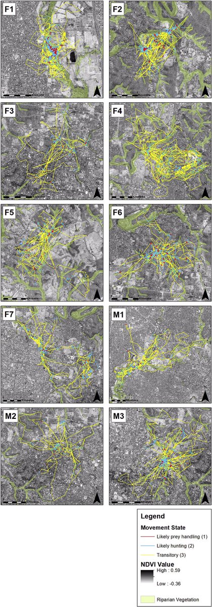 And check out these cool maps. Foraging behaviours and short movements heavily tied to Riparian vegetation and high tree cover.