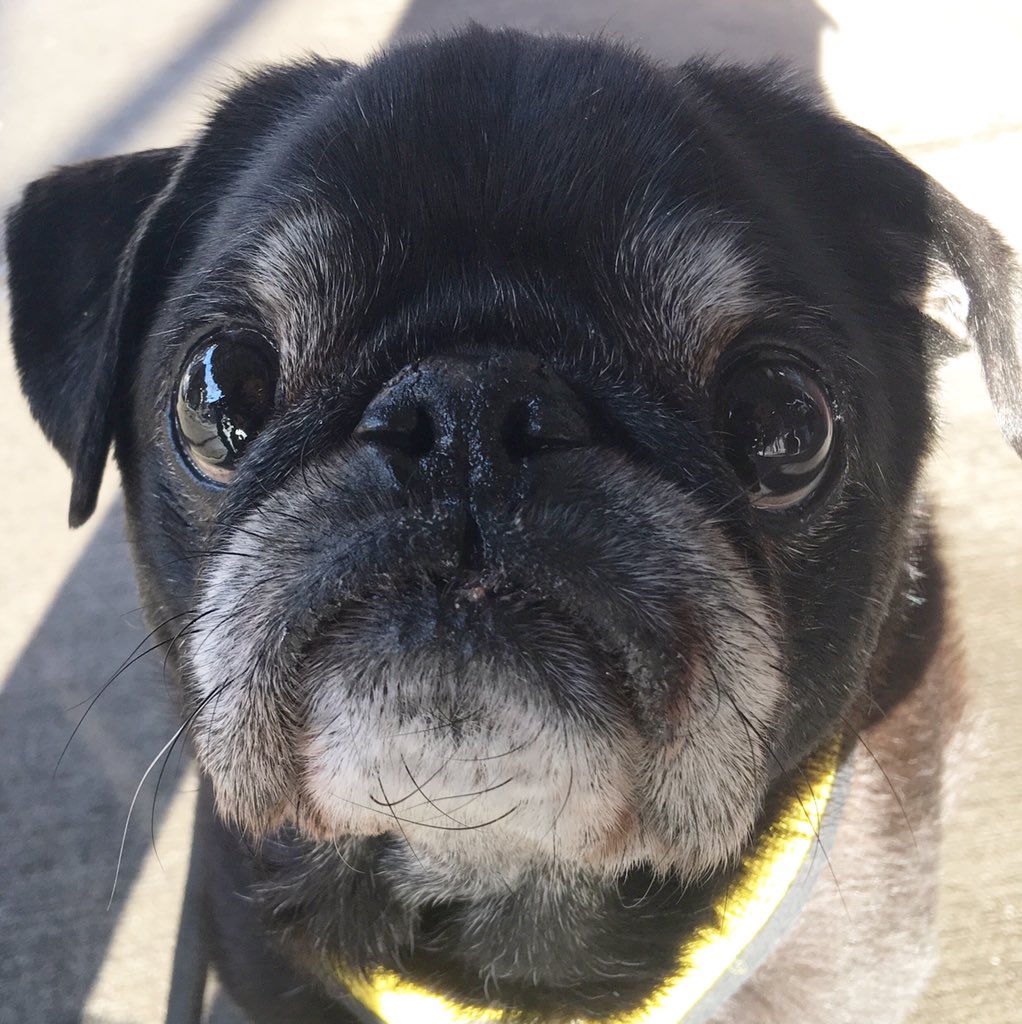 HamiltonPug's tweet photo. Why watch the game when you can look at my face? #superbowl https://t.co/zwMfDo7zQr