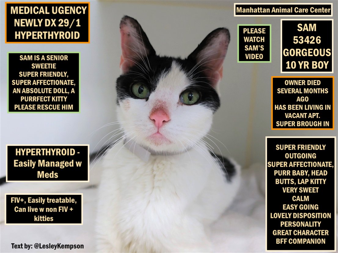SAM MUST BE SAVED BEFORE 12 PM NY TIME FEB 5
MED URGENCY - NEWLY DX HYPERTHYROID
GORGEOUS 10 YR BOY - O DIED SEVERAL MTHS AGO, SUPER SURR.
HYPERTHYROID - Easily Managed w Meds
FIV+, Easily treatable
SUPER FRIENDLY
VERY AFFECTIONATE
VERY SWEET
BFF COMPANION
newhope.shelterbuddy.com/Animal/Profile…