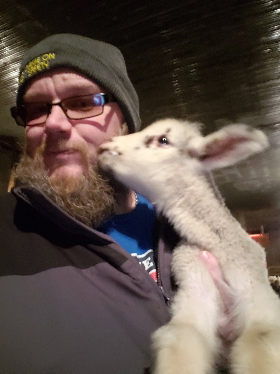 robvan09's tweet photo. Just some lamb kisses before she peed on me #bottlefed #hozackfarm #sheep https://t.co/X48P7UYMy6