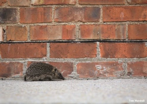 LGSpace's tweet photo. RT @WildlifeTrusts: You can help hedgehogs by greening up your garden and providing holes in fences for them to pass through 😊
#nature #gardening https://t.co/k7xfCfLxSG