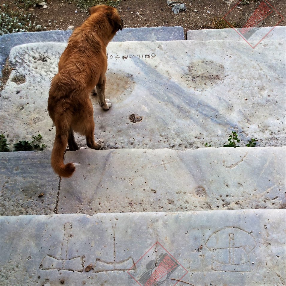 Dogs on the ruins of Miletus! #Milet #Miletos #Miletus #Ionia #ruins #Ruine #archaeology #archaeologist #classicalarchaeology #ancient #anatolia #Turkey #dog #dogs #Hunde #archaeophotology #photography