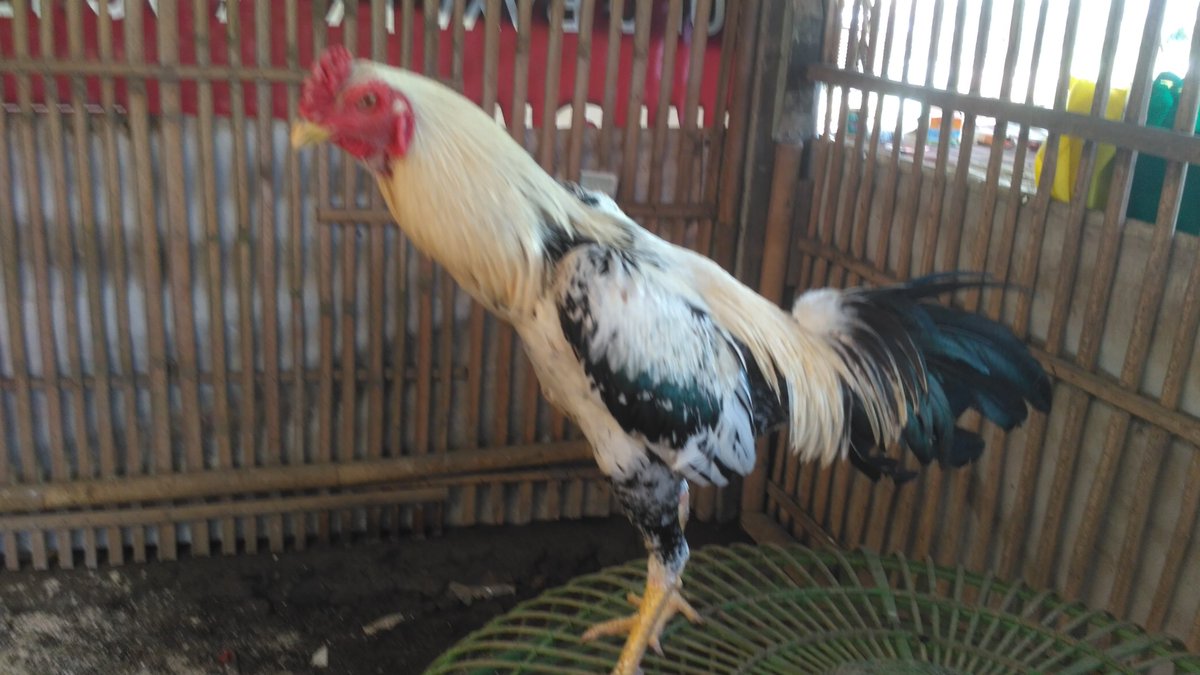 Pakan Ayam Bangkok Umur 3 Bulan Agar Cepat Besar Tentang