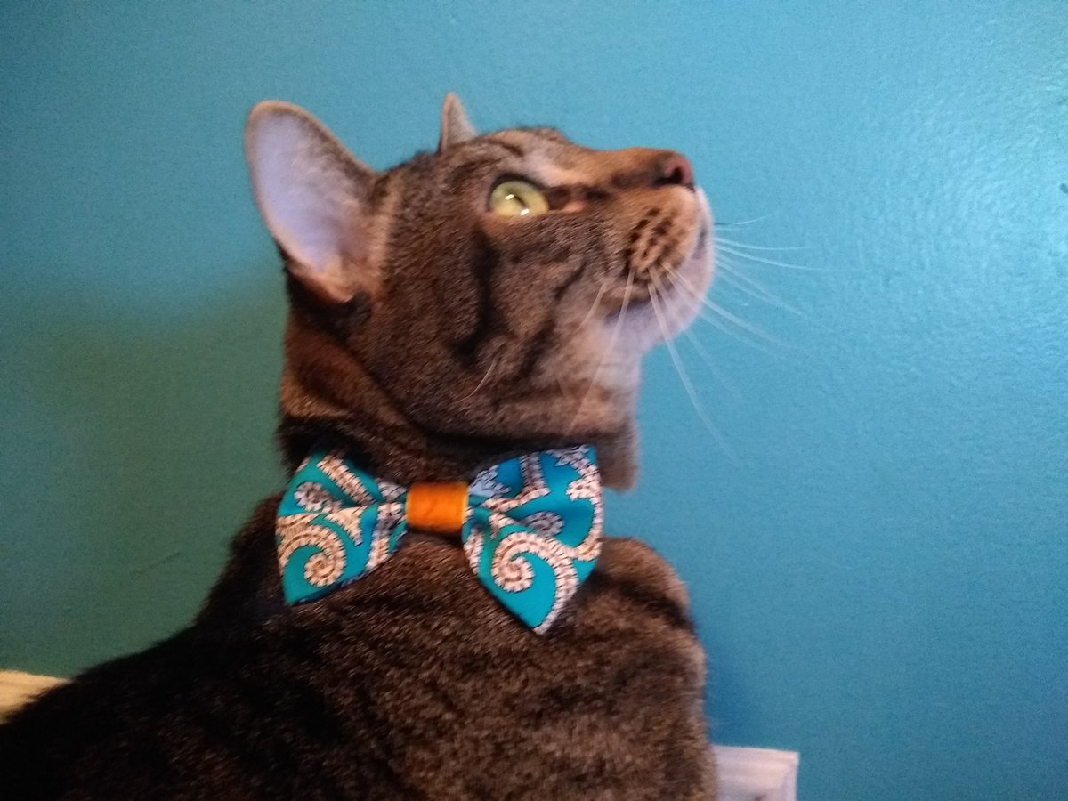 OfficialTigerTN's tweet photo. SRY ME HAS BEEN UNACTIVE 😿 BUT ME BACK AND HAPPY PUPPY BOWL !!!  AND TANKS 4 MY BOW @KhanCats #CATSOFTWITTER https://t.co/fS6smz3qGM