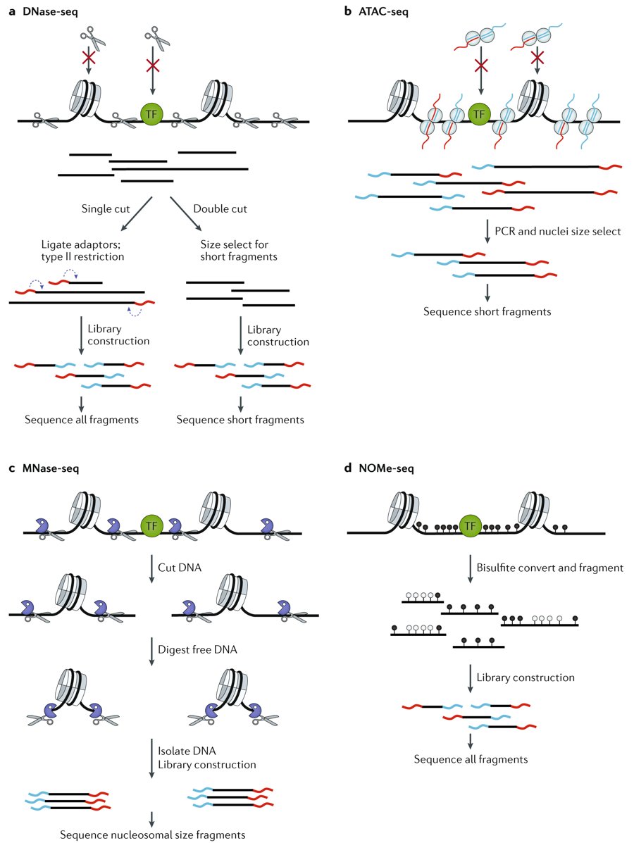 mmw_lmw's tweet photo. #Chromatin_Accessibility and the #Regulatory_Epigenome | Principal methods for measuring chromatin accessibility | William Greenleaf @Stanford @NatureRevGenet https://t.co/CCMgKcDITN https://t.co/9huMgaWzLX