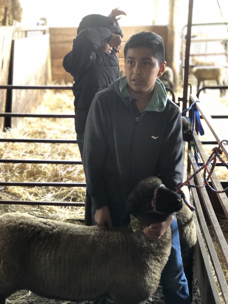 AlmaPicazo27's tweet photo. Adrian will be raising a lamb for the Salinas Valley Fair in May. https://t.co/YVwNHO86y7
