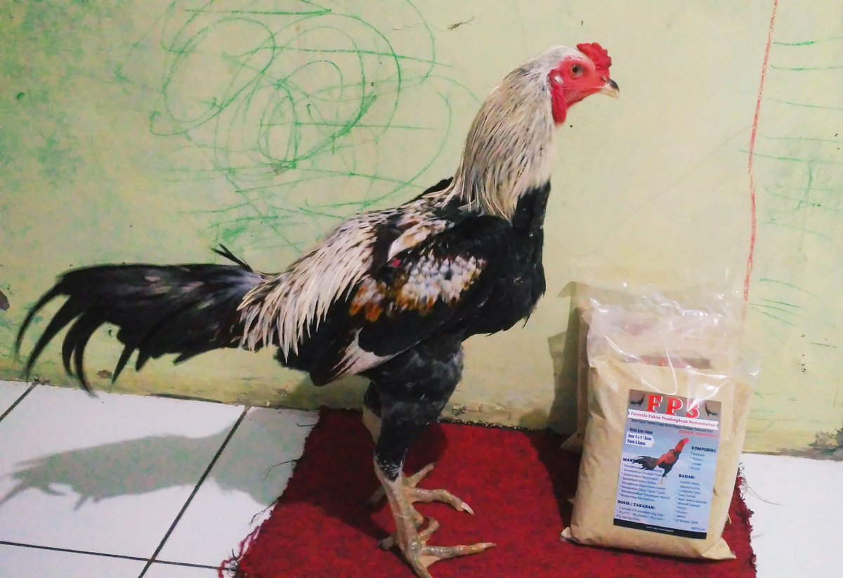FP3 # Pakan Ayam Bangkok Biar Cepat Tumbuh Tinggi Besar dan Gemuk