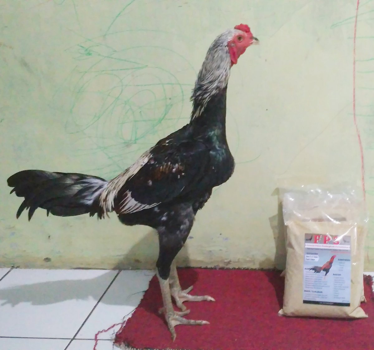 FP3 # Pakan Ayam Bangkok Biar Cepat Tumbuh Tinggi Besar dan Gemuk