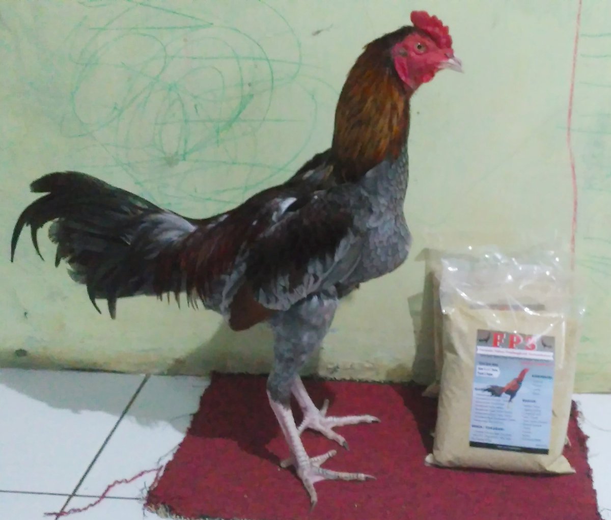 FP3 # Pakan Ayam Bangkok Biar Cepat Tumbuh Tinggi Besar dan Gemuk