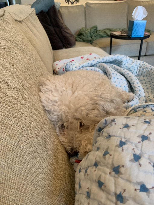 Rocky is a true icon for me today https://t.co/hKdjbPeSKj