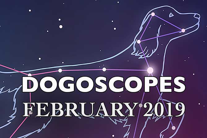 SDogelMagazine's tweet photo. Dexter's back to predict his Dogoscopes stars for the month ahead. https://t.co/0hoVRKlVbp https://t.co/yjcAvLOzUR