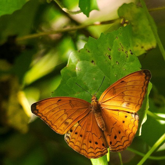 mihirchhatre's tweet photo. Large Yeoman ~Arunachal Pradesh. India.
•
•
•
•
•
#insectguru #ip_insects #macroworld_tr #macro_highlight #invert_macro #macro_brilliance #beautiful_insects_japan #kings_insects #mta_macro #insects_of_our_world #macro #turklikeben_macro #worldwid… https://t.co/YcJKeZC0Kq https://t.co/qKh6Yr0uwu