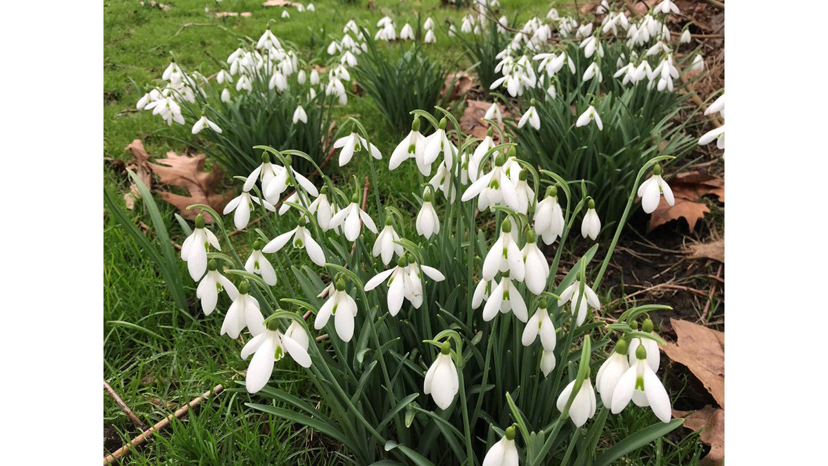 OnePlantADay's tweet photo. Can you name this plant? Come back for the answer on Sunday! #namethatplant https://t.co/MxdloQG7Fj