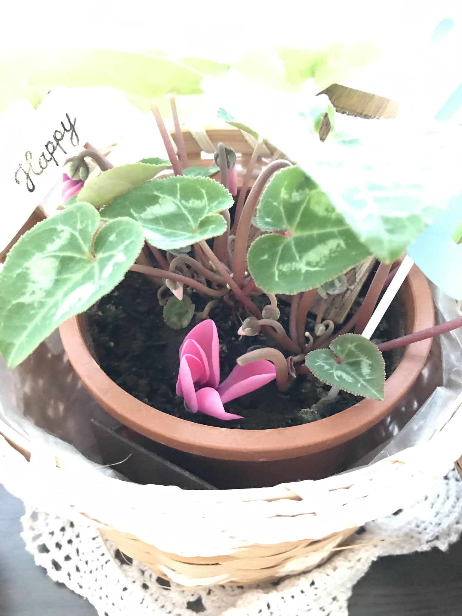 田邊 雄也 子供に摘まれたシクラメンの蕾を捨てれずにとりあえず土にさしておいたら 花が開いてる 水とか吸えるだろうし当たり前かもだけど 植物ってすごいなーって思った T Co Vpkxckaija Twitter
