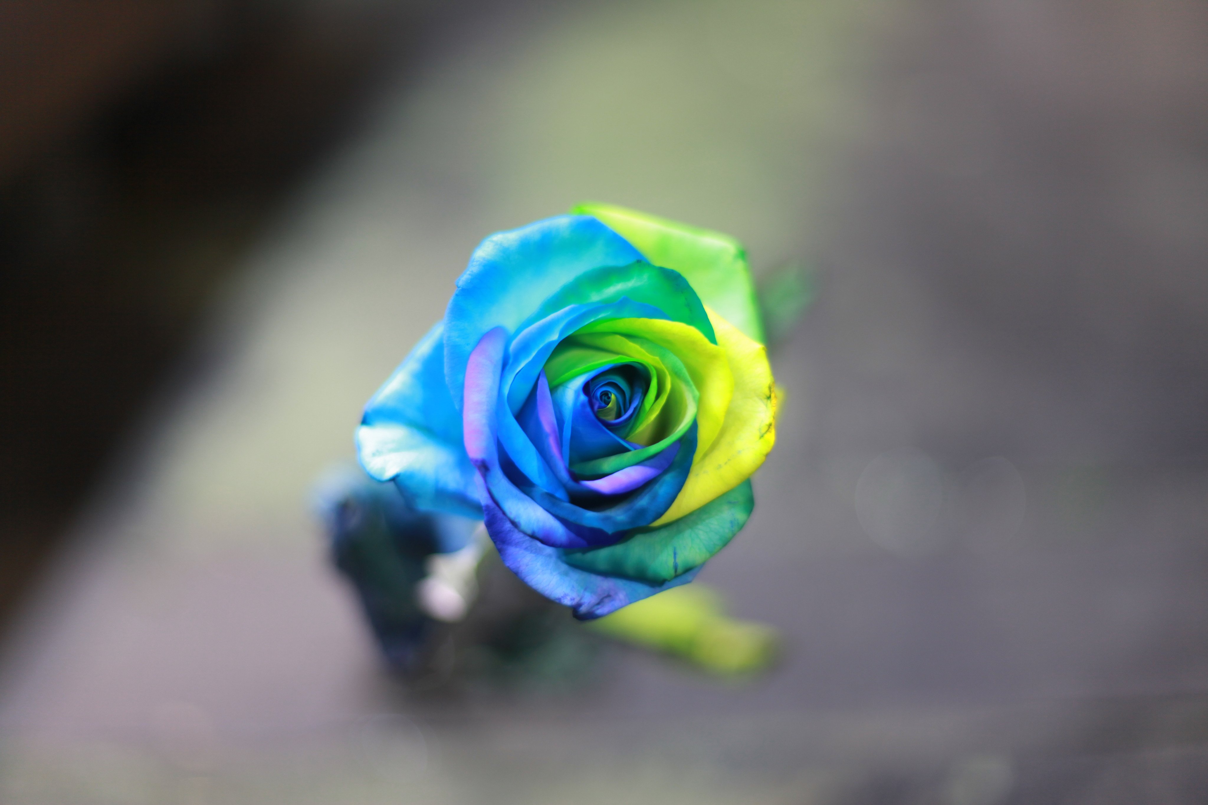 ローズショップ 海 をイメージして誕生した レインボーローズ オーシャン 108本の薔薇の花束で愛の告白 108本意味 プロポーズの花 海をイメージ レインボーローズ 珍しい花 お洒落な花束 永久 永遠の愛 珍しいバラ 電話で全国配送 0266 28 11