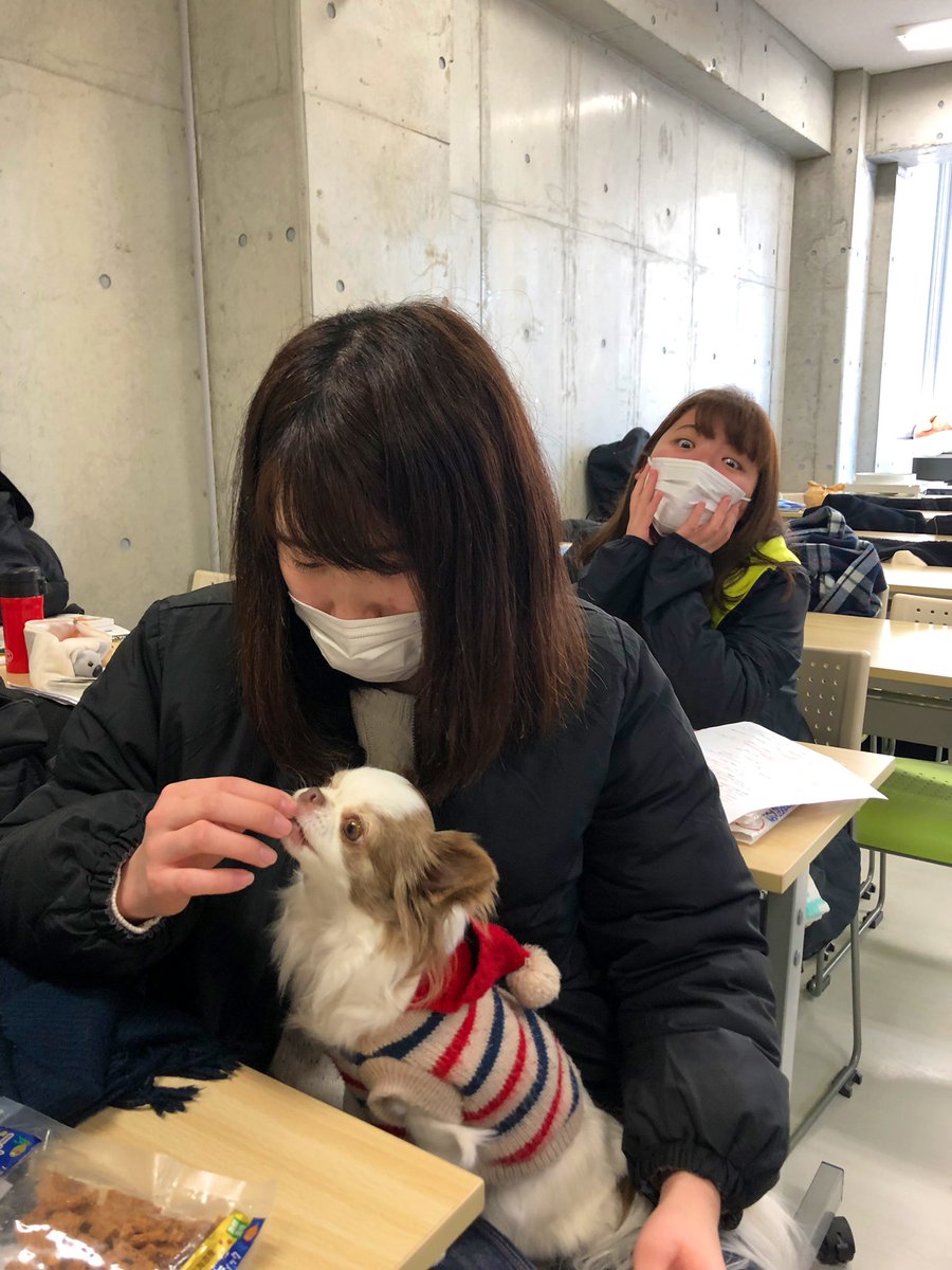 神戸ブレーメン動物専門学校 看護の座学の時間に ちくわ校長乱入 おやつもらいました 認定動物看護師試験に向けて ちくわちゃんも応援 サポート ガンバローᕦ O Oˇ 後ろの人ちょっと怖くない 笑 T Co M4klltkccc 神戸 動物 専門