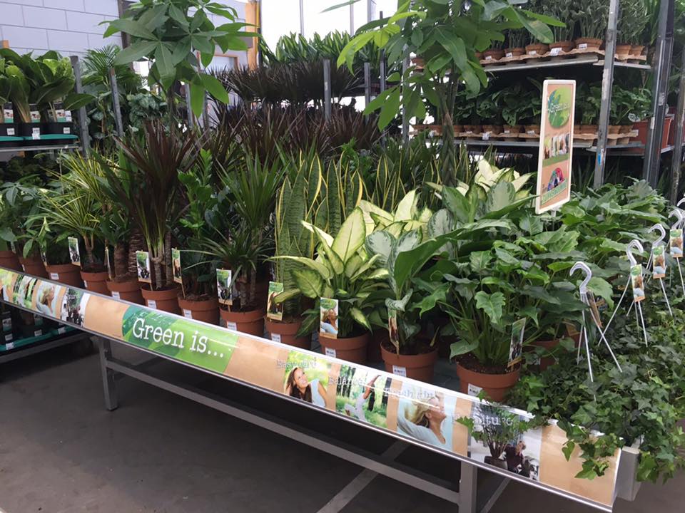 Vireoplantsales's tweet photo. Van 5 tot en met 7 februari kun je onze planten bewonderen op de Plant Collect Voorjaarsbeurs in Boskoop. Openingstijden: van 07.00 - 18.00 uur. Zien we je daar? #plantcollect #vireoplantsales #beurs #planten https://t.co/8wMFSaKv5m