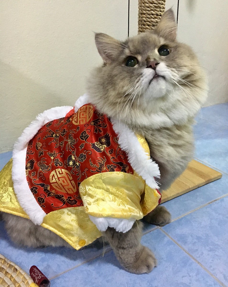 #ตรุษจีนแมว #bonebone29