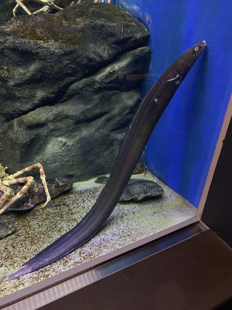 Avainsana ｱﾅｺﾞさん Twitterissa