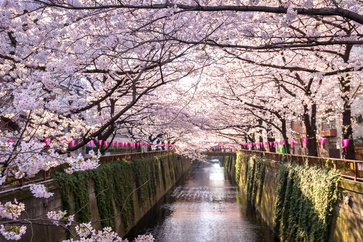 AsiaEscape's tweet photo. It's almost #cherryblossom season in #Japan! 🌸 Find out when it's the best time to spot them here: https://t.co/4P4OZXzIt6 https://t.co/QehdryN4bD