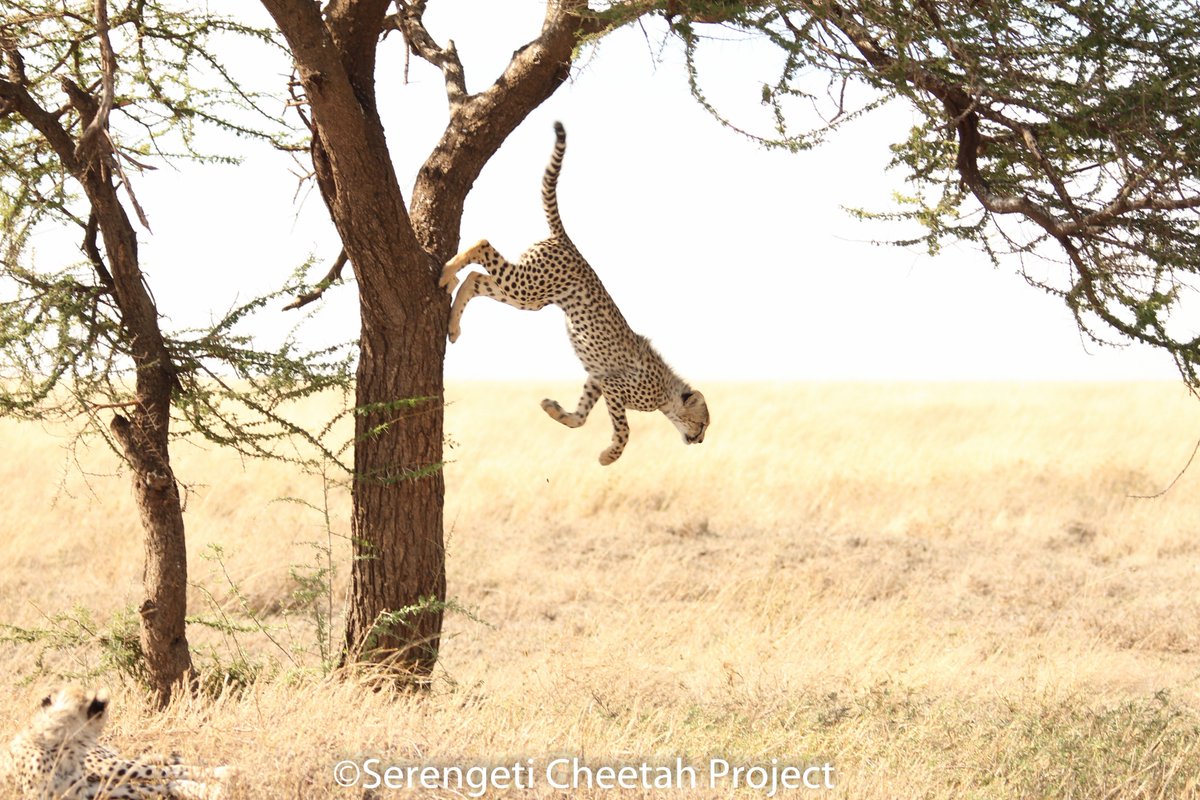 SerengetiCheeta's tweet photo. #Keziah has so far managed to keep all of her three cubs, she's done an excellent job given that its her first litter and the challenges they face around Namiri/Barafu area 🙂
#SerengetiCheetahs #CheetahsWeMonitor #WCS #ZSL
@SerengetiCheeta @SarahMDurant @OfficialZSL @WCSTanzania https://t.co/rr4OfQE9Q3