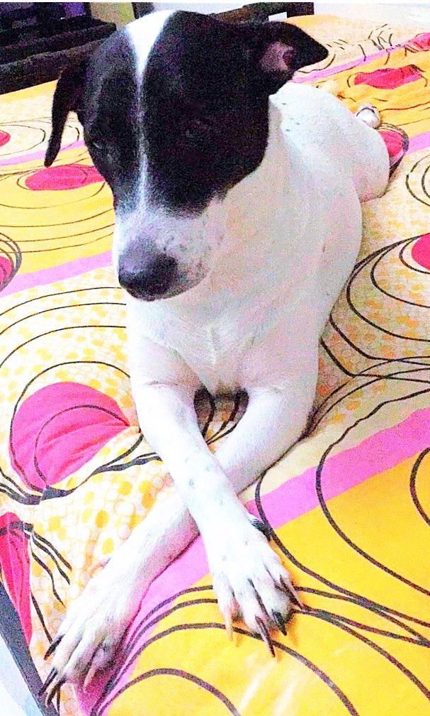 janice_arribe's tweet photo. My Baby Chloe (Kalawi)
Na Maarte at Palaging nka De-Kuatro!😂
Wanna Say Hi🐶 https://t.co/mtm0krbpU1