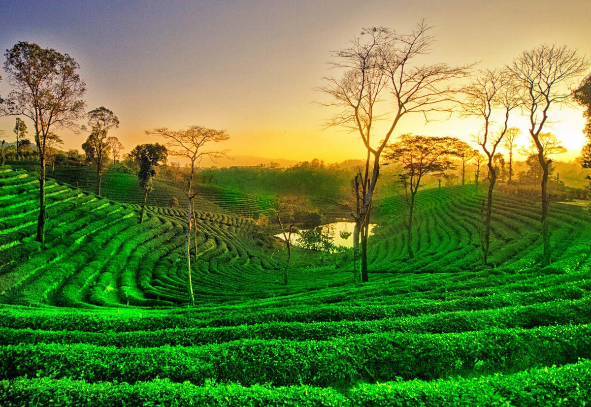 Beautiful Tea Gardens of Assam, Places to visit in Assam