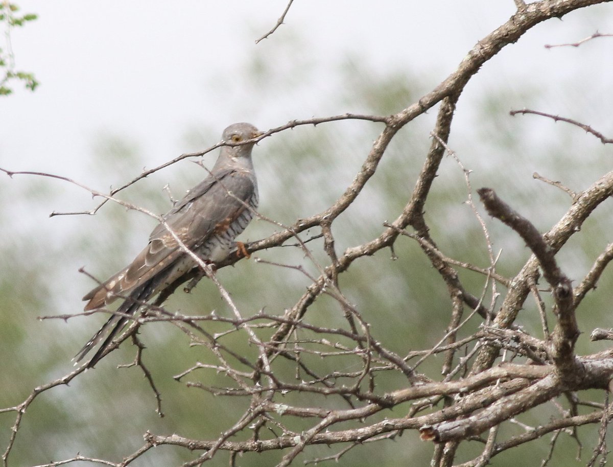 Fabulous concentration of Common Cuckoos in Sabie Game Reserve, Maputo Province #Mozambique yesterday.  48 birds seen in an area of ca. 10 sq km.  Seven birds were aged; 1 adult and 6 first yr like this in the image.  Note old wing covs. #cuckoo