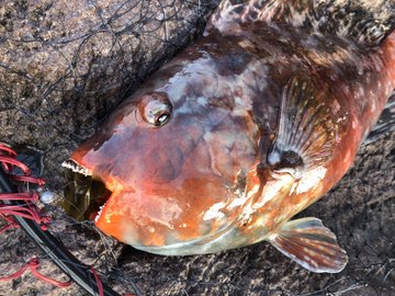 ブダイの特徴 見分け方 写真から探せる魚図鑑