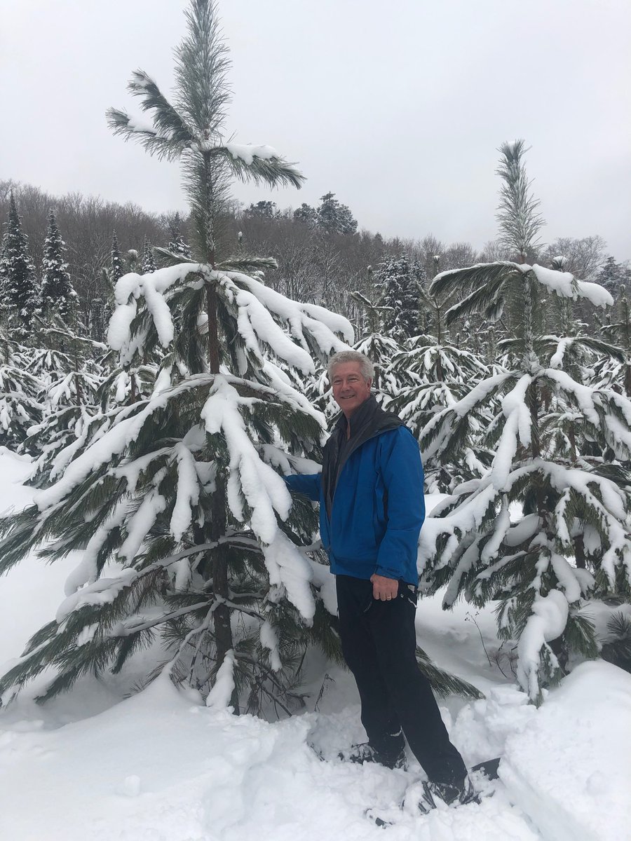 Keen_for_trees's tweet image. Trees planted as part of the 2008 G8 summit in Huntsville. Excellent growth. #RightTreeRightPlace.  #ItTakesAForest