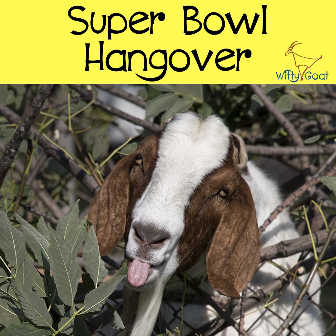 wittygoatstuff's tweet photo. #superbowl #hangover #goatsofinstagram
.
.
.
.
.
.
.
 #atlanta #americanfootball #kickoff #superbowlsunday #footballhangover #season #champions #superbowlchampions #ilovefootball #ihatefootball #passtheasprin https://t.co/ktJHwdzoua