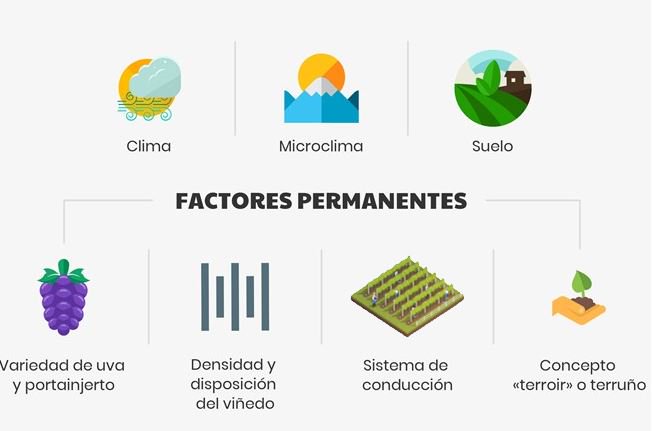¿Habéis oído decir que el "buen vino se hace en la viña"? <a href="/vinetur/">Vinetur</a> nos cuenta qué factores influyen para que la uva obtenga la calidad adecuada para conseguirlo bit.ly/2DT38Jh 🍇#FelizLunes winelovers