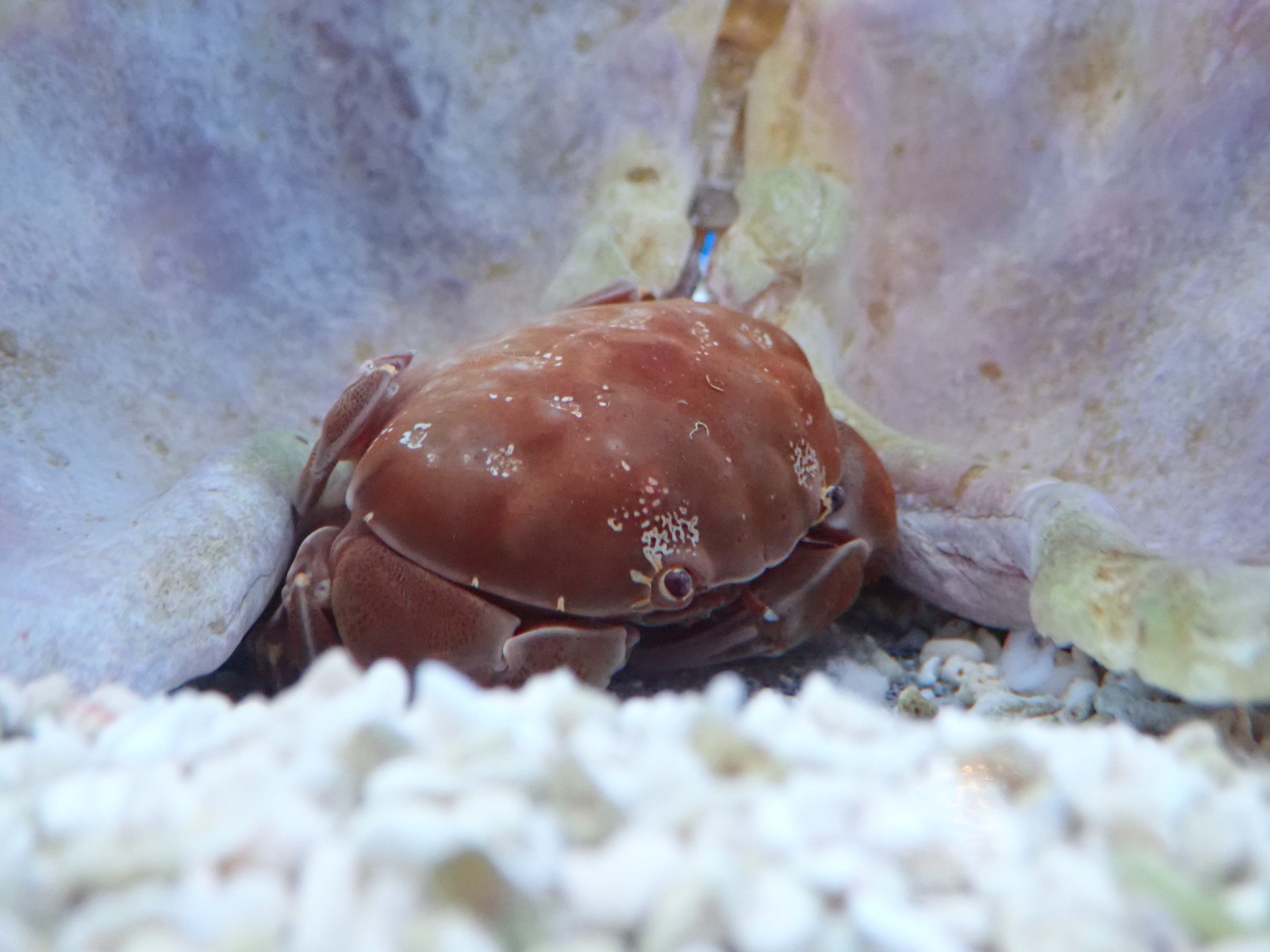マリホ水族館 on X: マリホ水族館 on X: