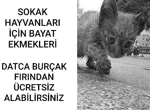 DatcaFirin's tweet image. SOKAK HAYVANLARINA SAHİP ÇIKALIM