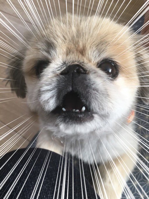 おまめさんに「たくさんの人がいいねしてくれてるよ」って報告しておきました。喜んでるようです。 